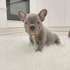 Baby French Bulldog Philadlephia