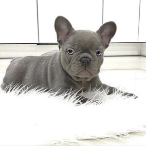 Blue Baby French Bulldog Frenchie