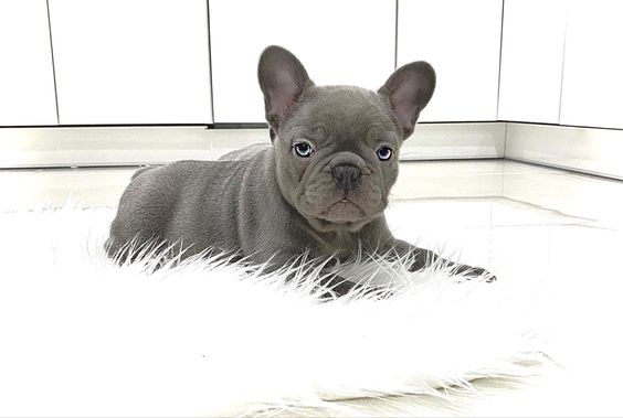 Blue Baby French Bulldog Frenchie