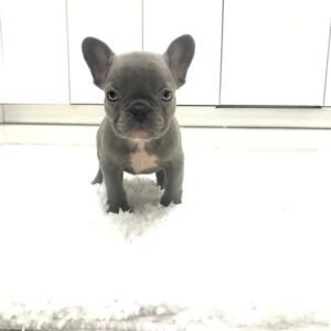 Frenchie Baby French Bulldog