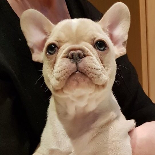 fawn french bulldog puppy