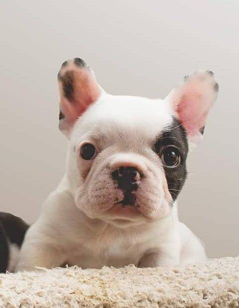 french bulldog breeders in pa