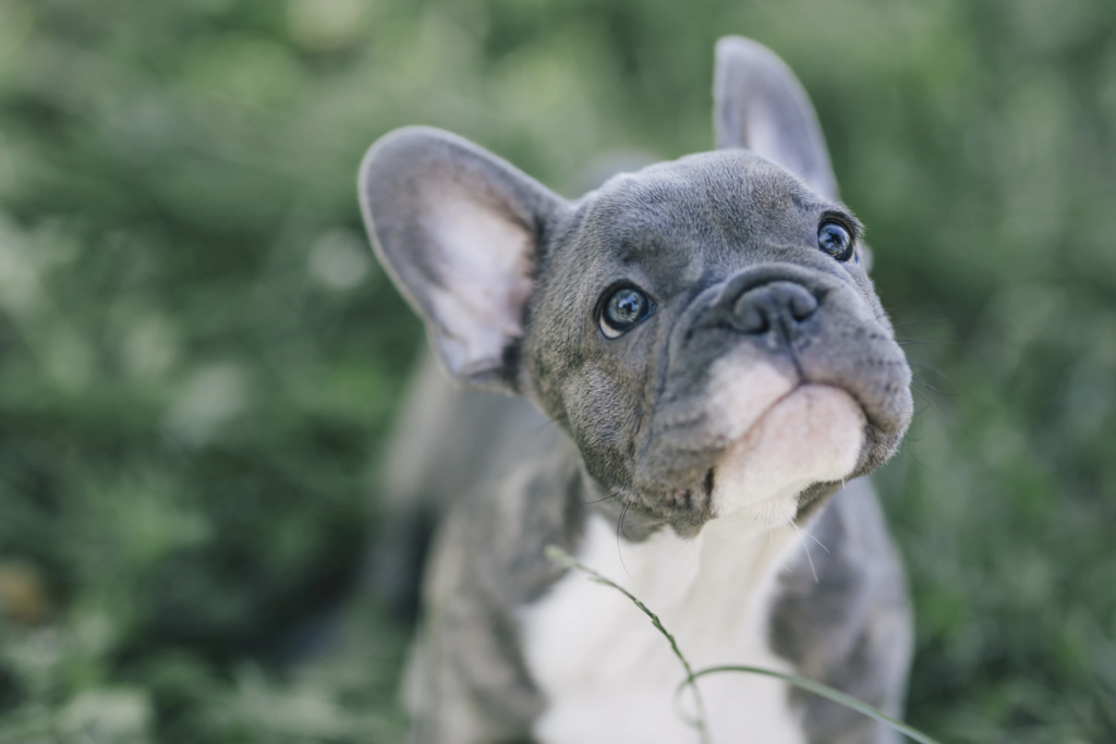 How to train my frenchie puppy?