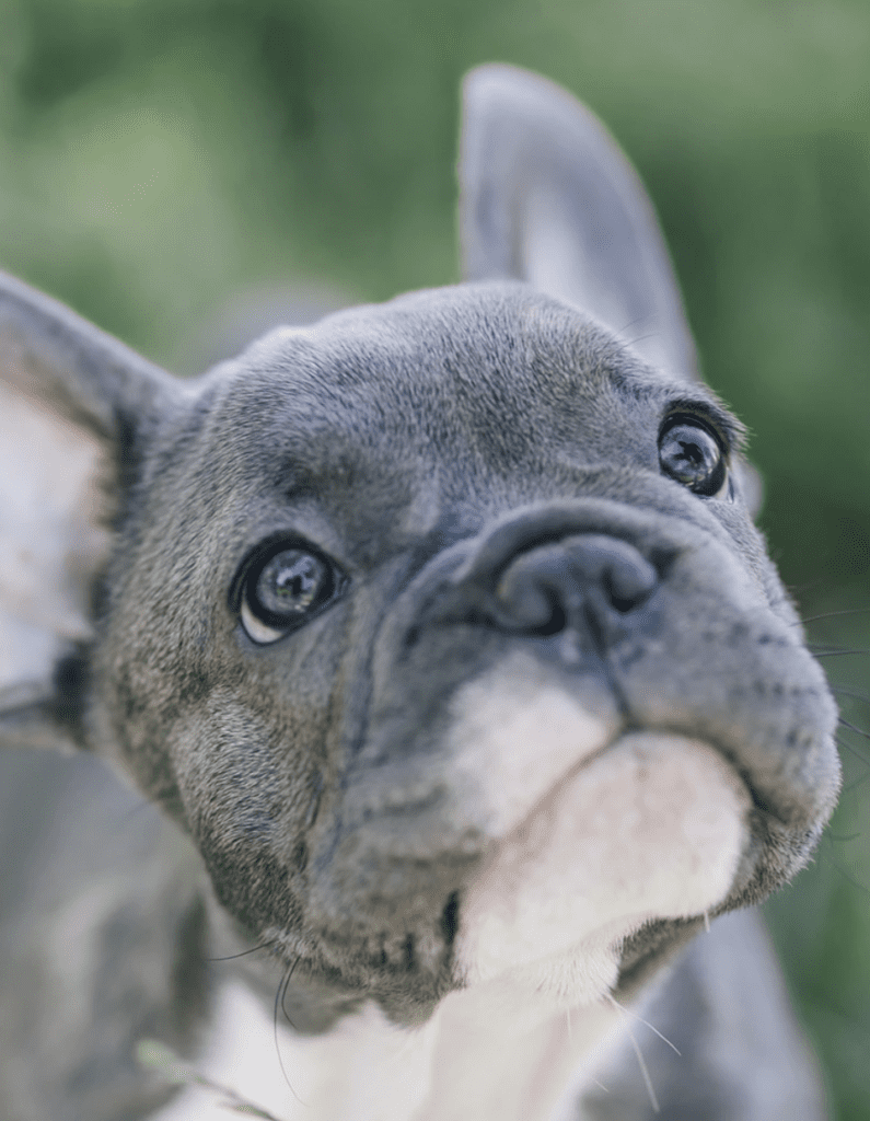 french bulldogs for sale philadelphia pa