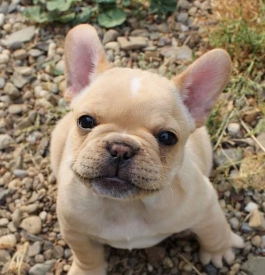 fawn french bulldog