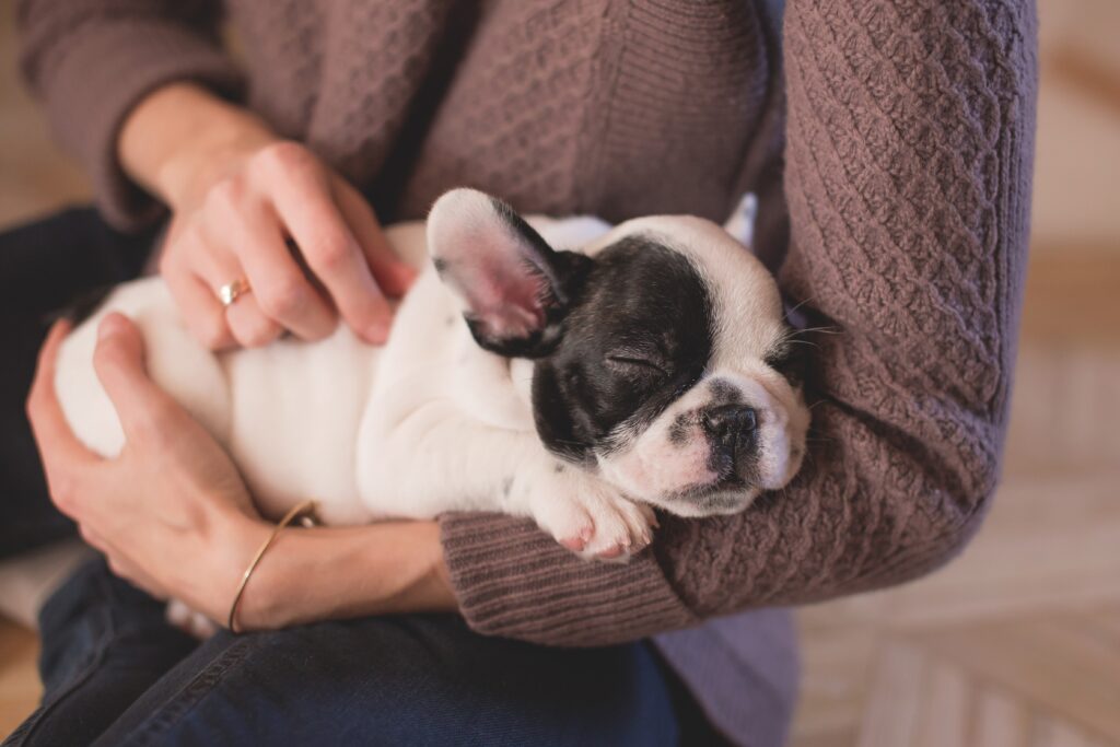 How to train my frenchie puppy?