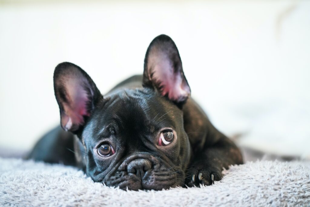 how much do french bulldog puppies cost?