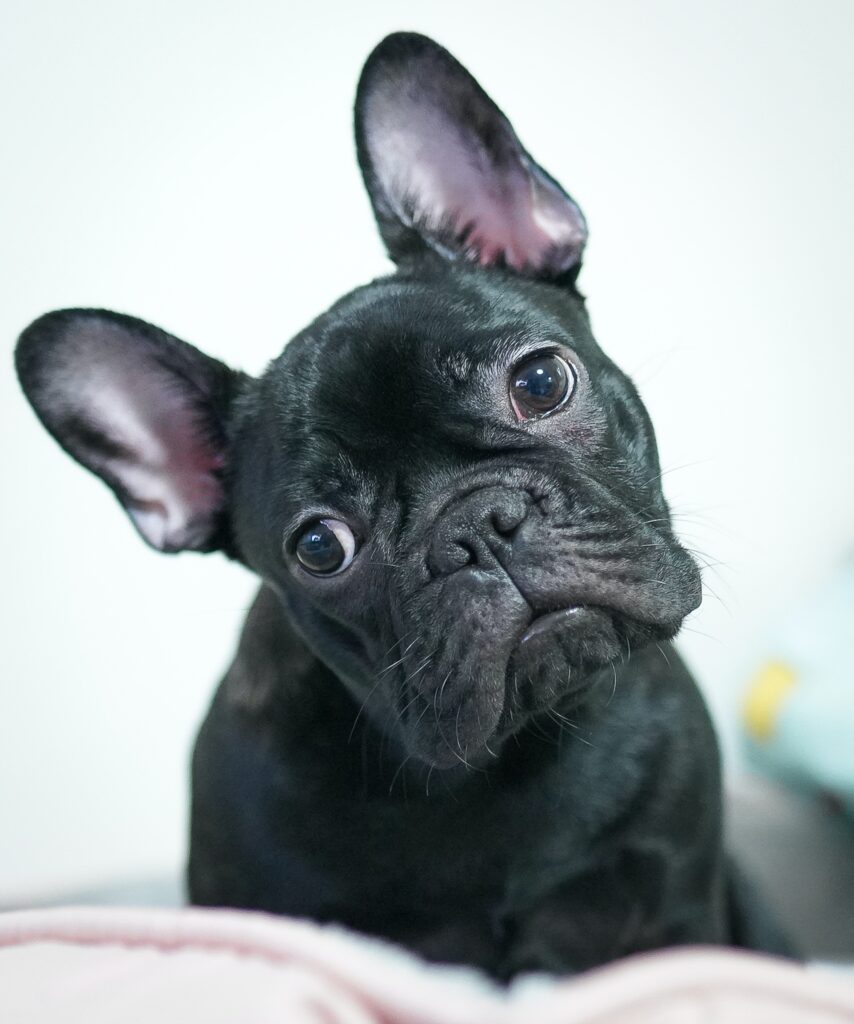 how much do french bulldog puppies cost?