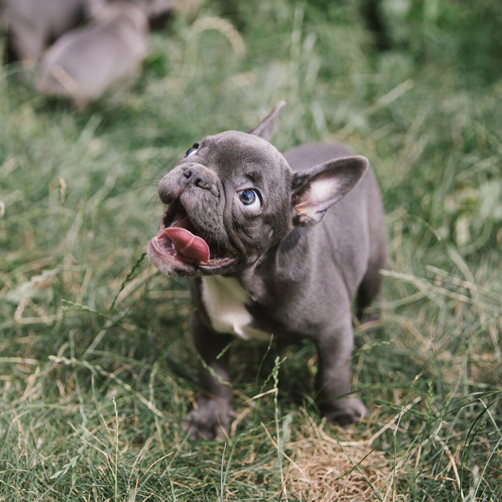 Blue French Bulldog