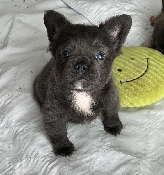 Fluffy French Bulldog Puppy