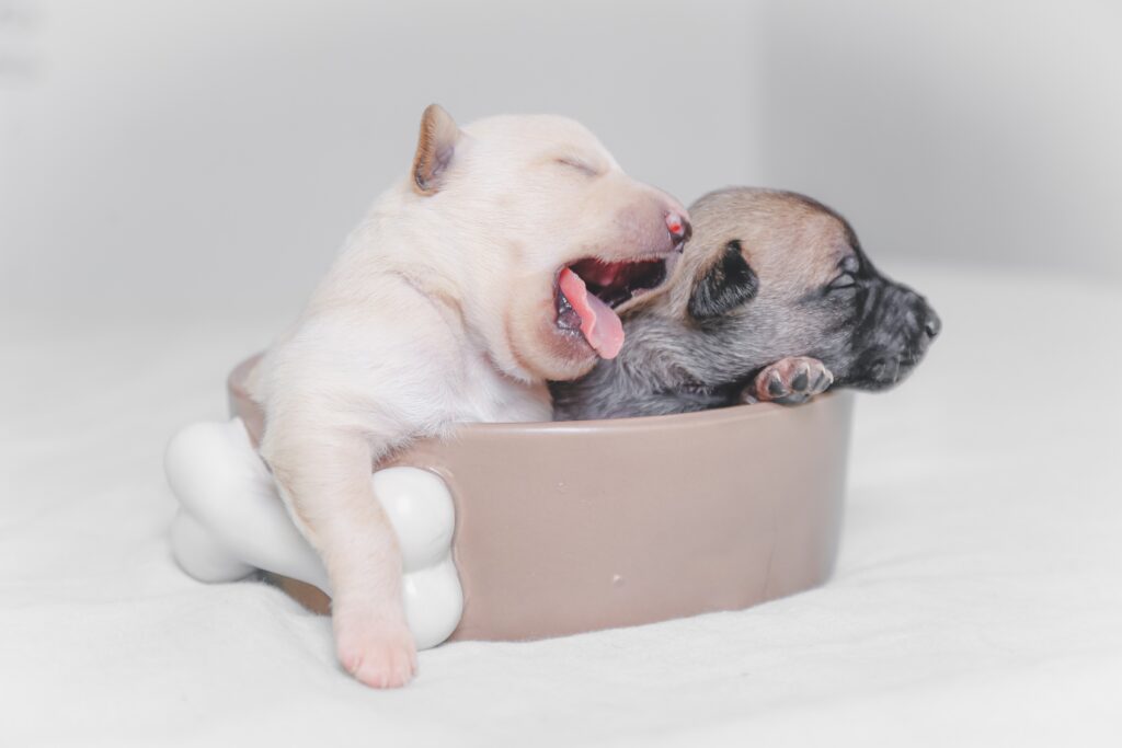 How to whelp french bulldog puppies