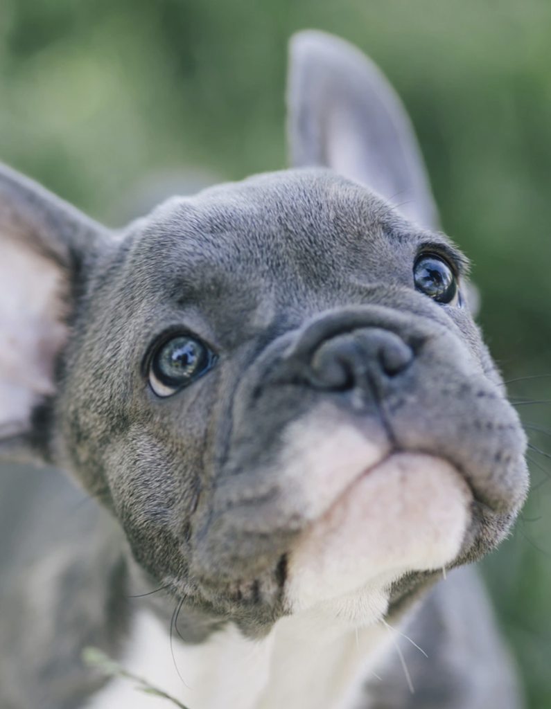 French Bulldogs Philadelphia