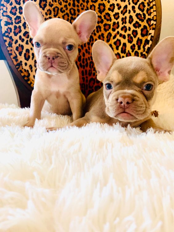 Isabella French Bulldog Puppies