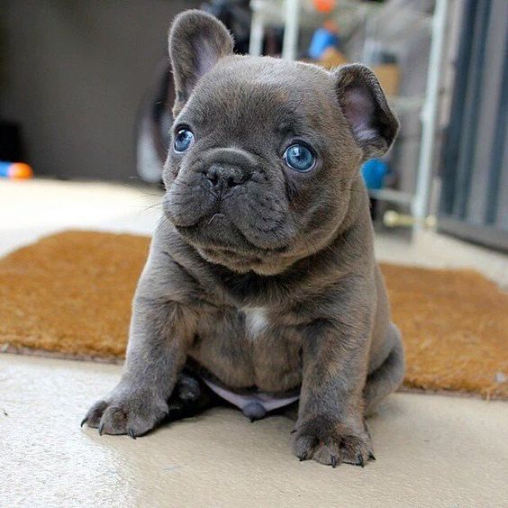 Mini Teacup French Bulldog Puppy