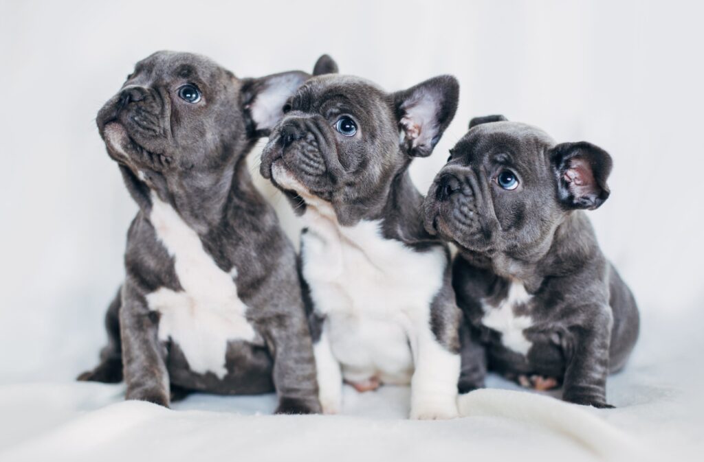 French Bulldog Puppies For Sale In Philadelphia