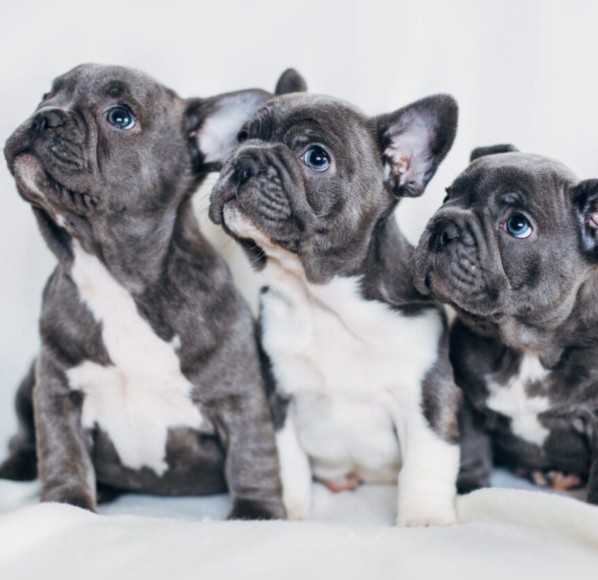 French Bulldogs Philly | French Bulldogs Philadelphia, PA