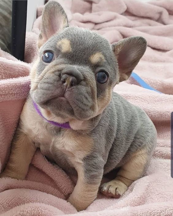 mini frenchie price