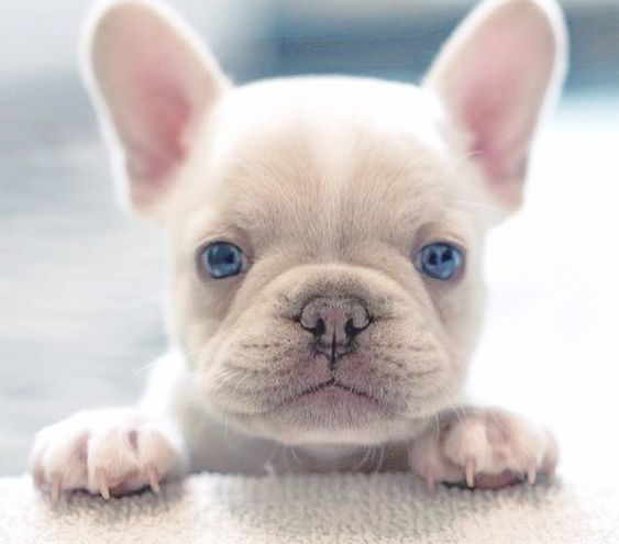 how much is a teacup french bulldog