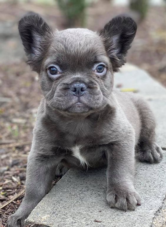 isabella fluffy french bulldog price