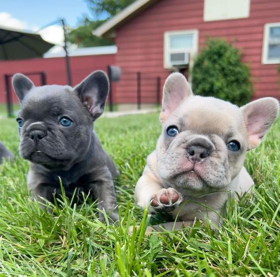 teacup french bulldog cost