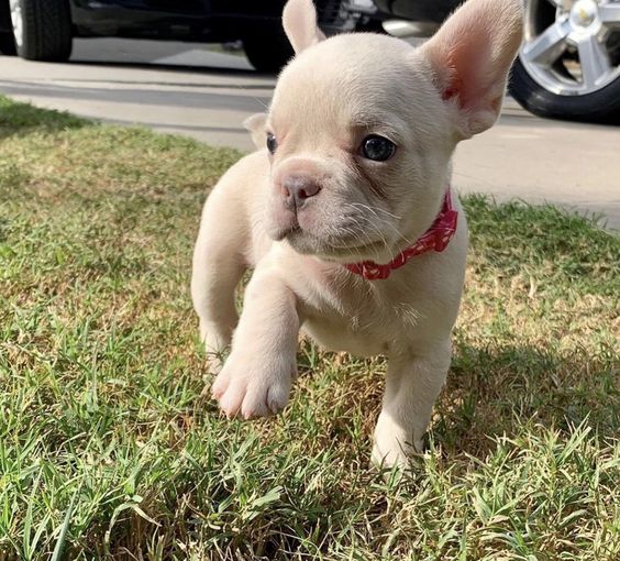 platinum isabella french bulldog price