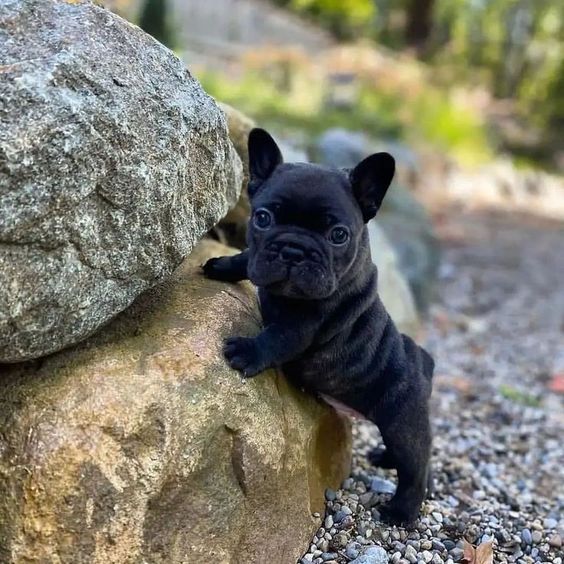 french bulldog exotic price