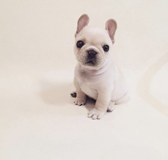 french bulldog exotic price