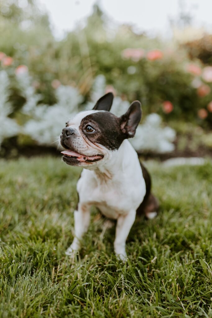 french bulldog breeder in pennsylvania