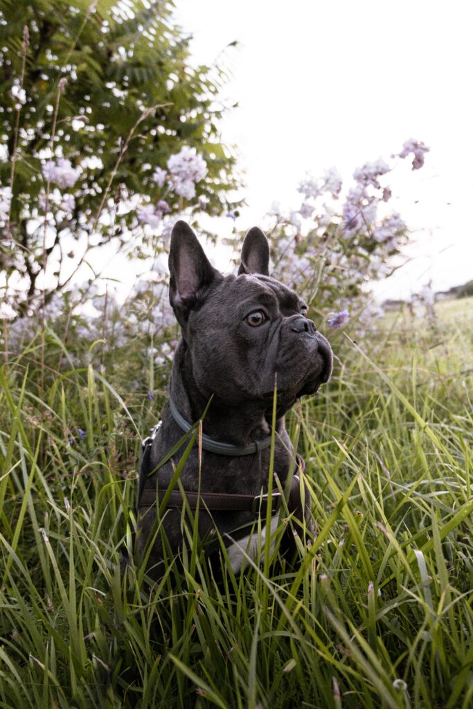 blue french bulldogs puppies