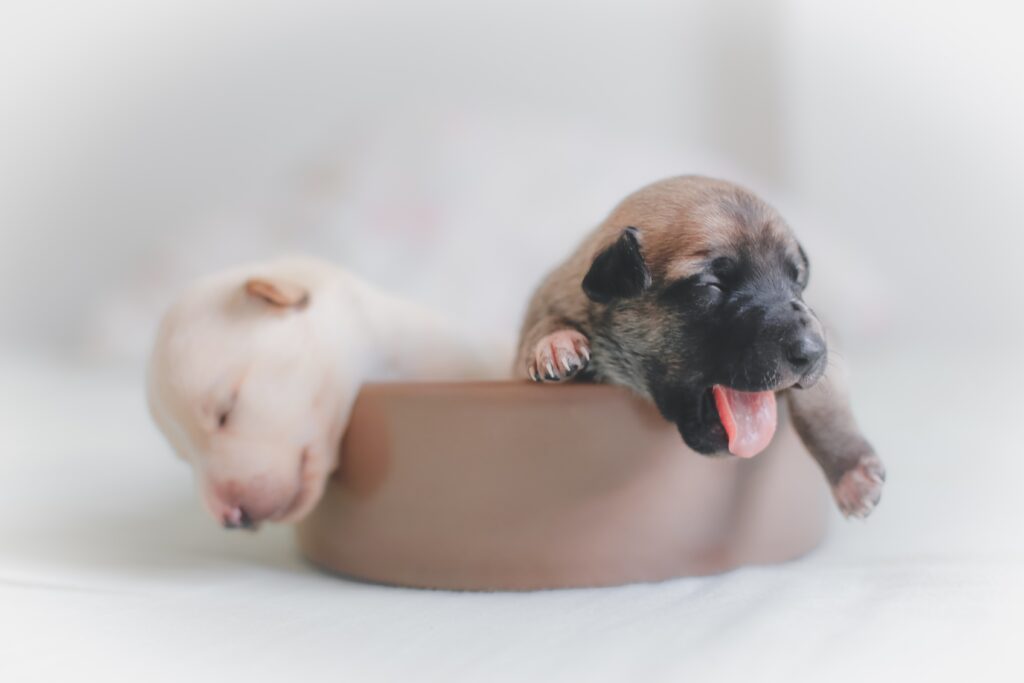 french bulldog breeders in pa