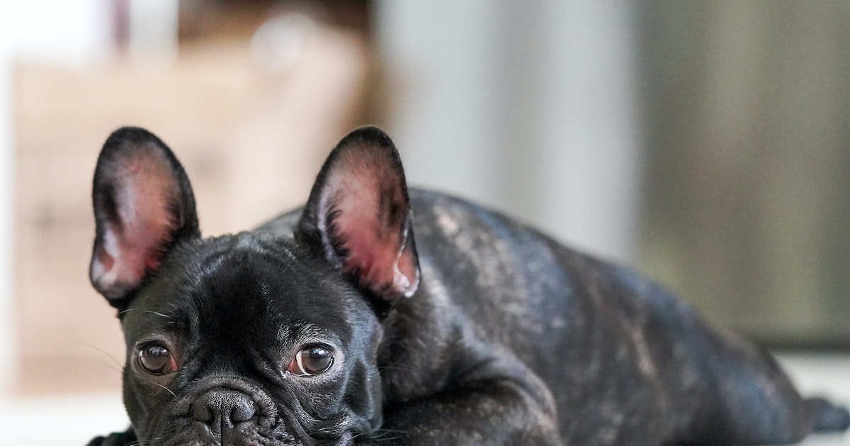 Pros And Cons Of Owning French Bulldogs 2024 Organic Store