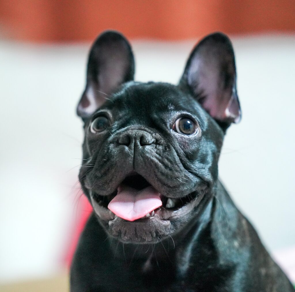 french bulldog puppies for sale pennsylvania