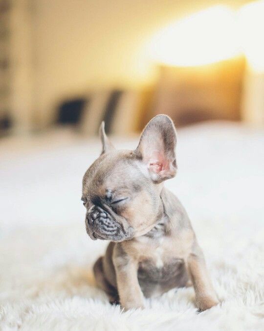 teacup french bulldog cost