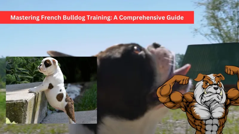 Mastering French Bulldog Training A Comprehensive Guide