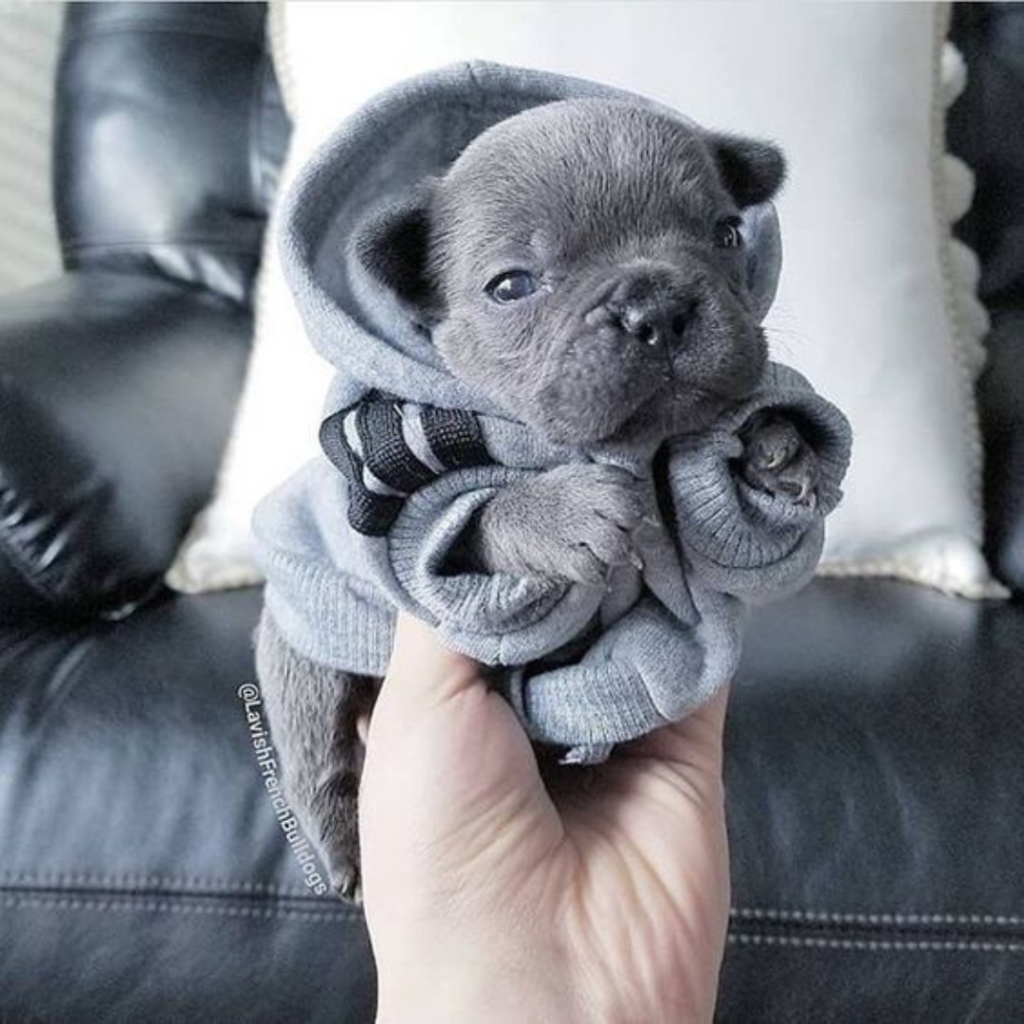 French Bulldog Photos