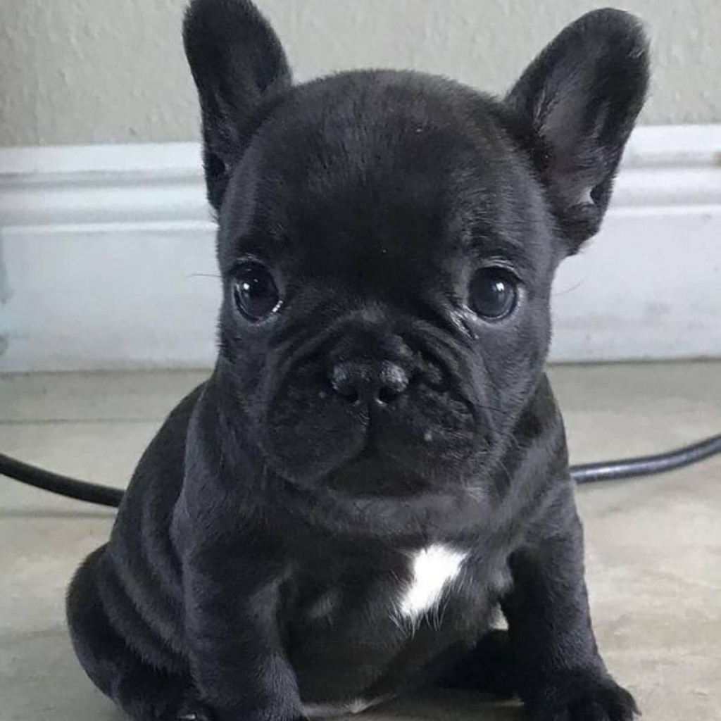 French Bulldog Photos