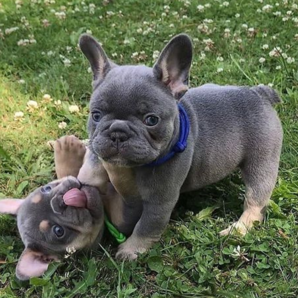 Frenchie Pics