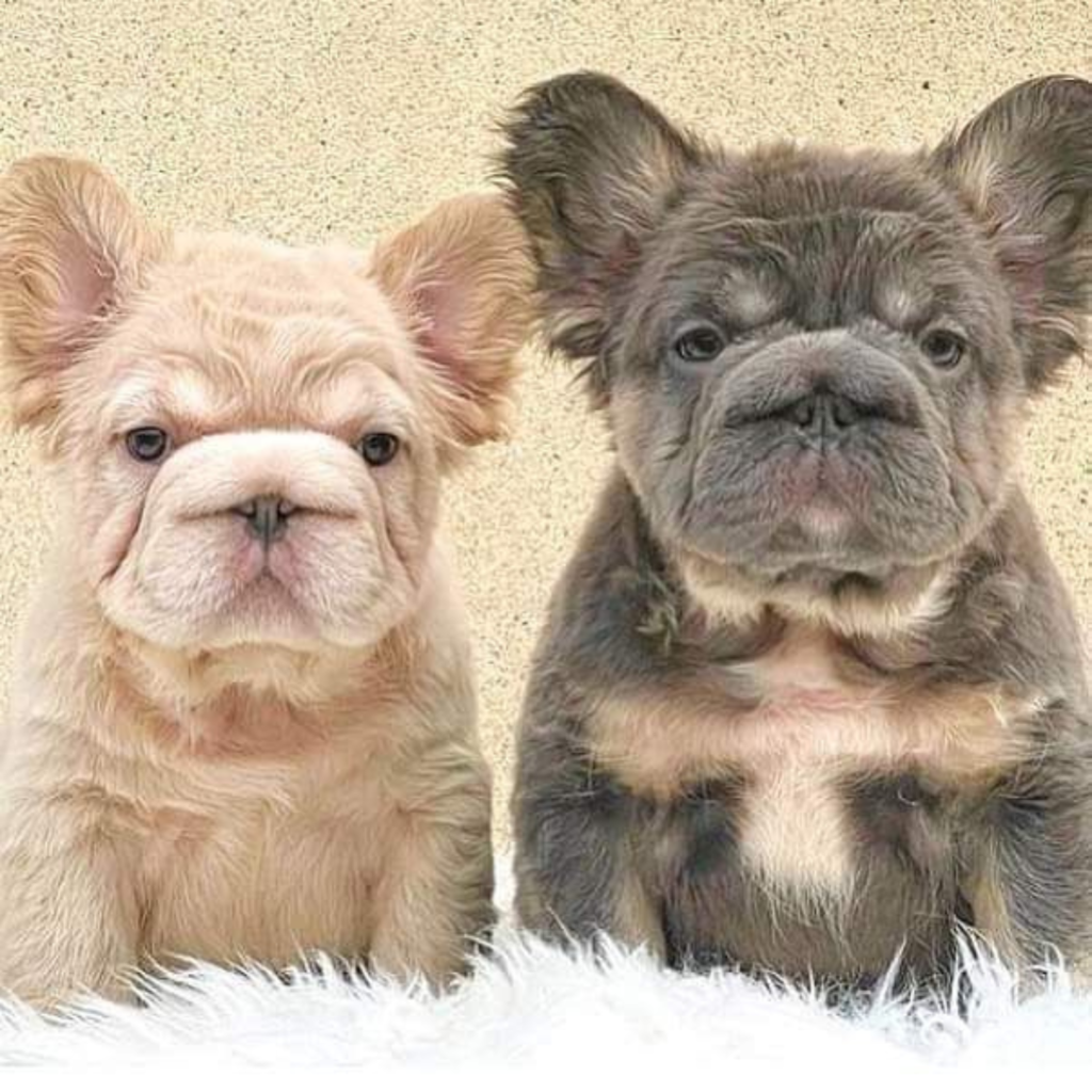 Frenchie Pics