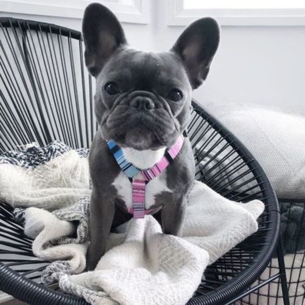Frenchie Pics