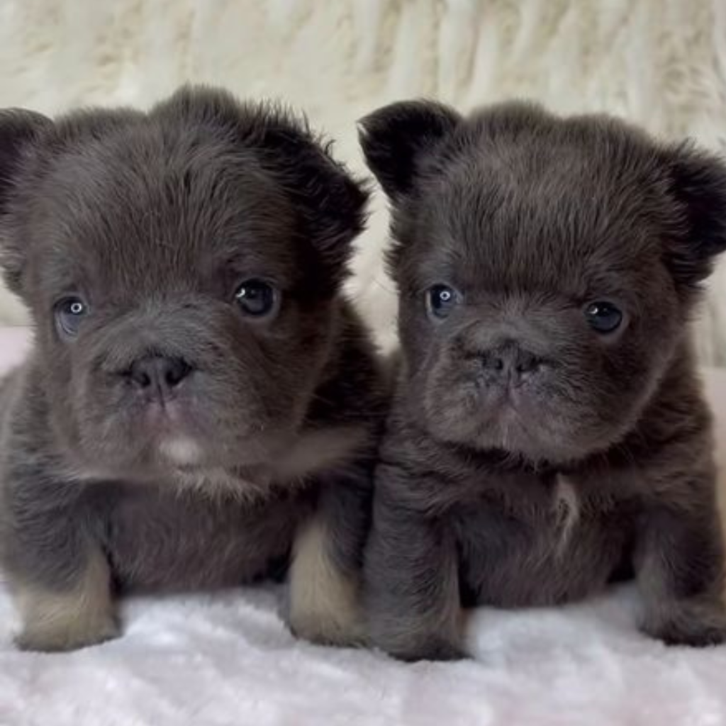 Frenchie Pics