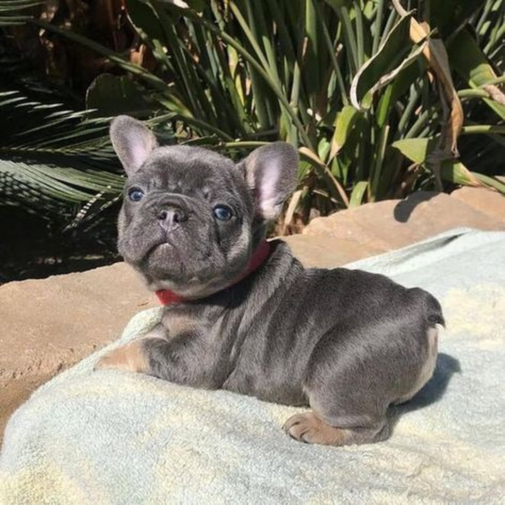 Frenchie Pics