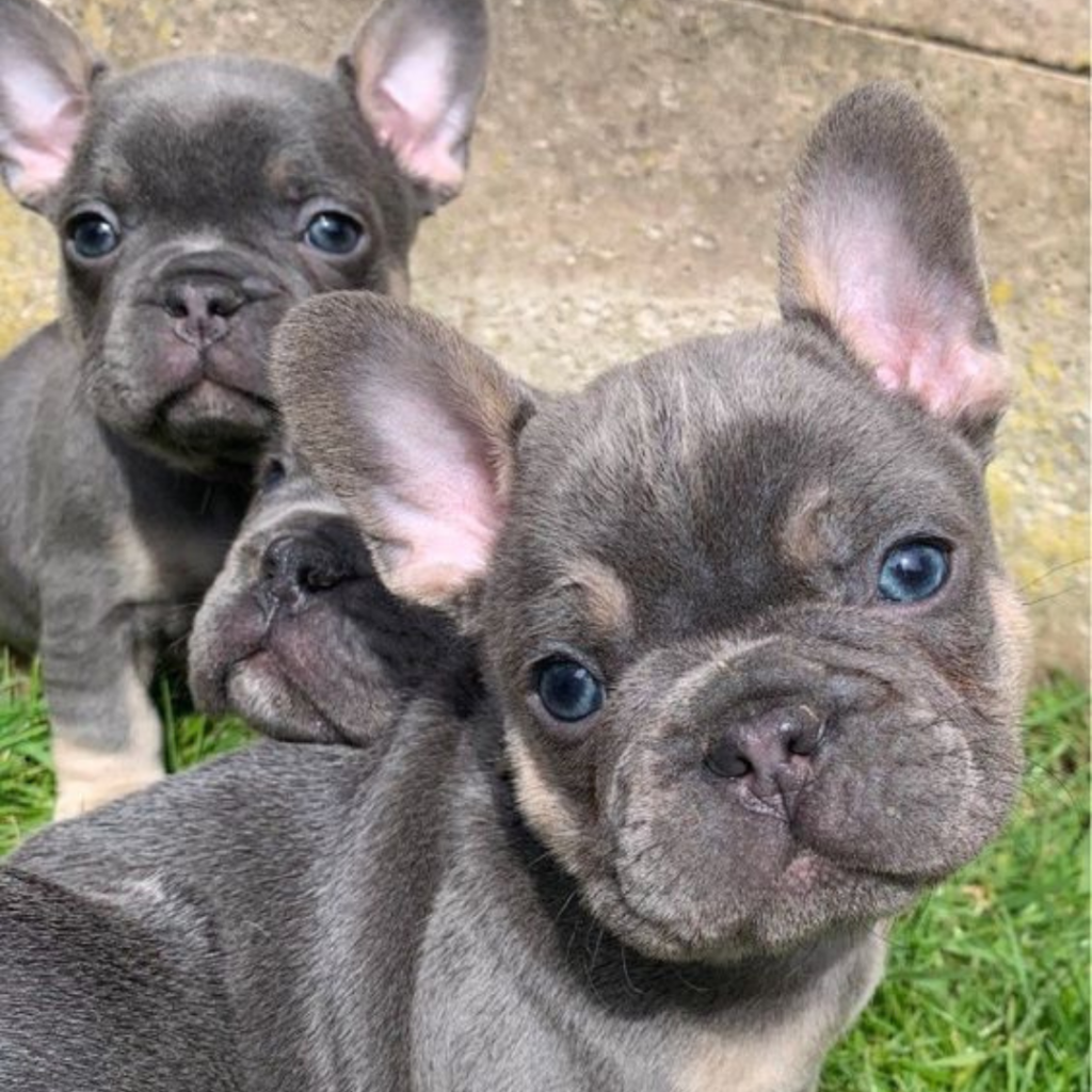 French Bulldog Pics