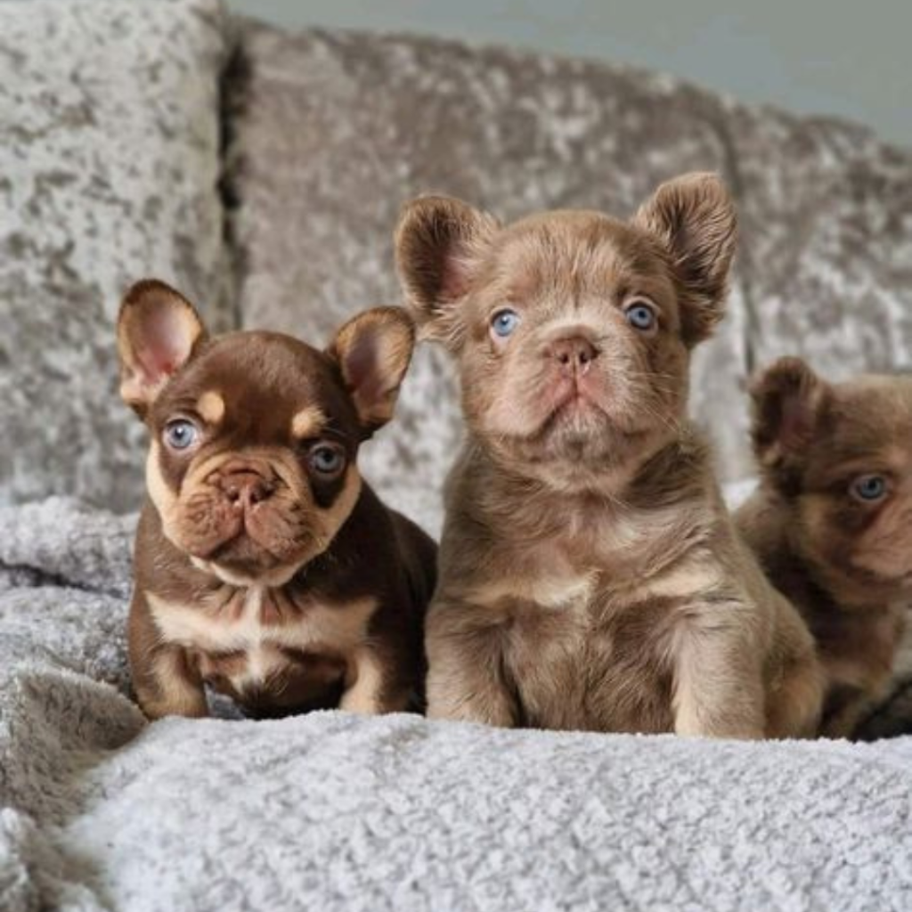 French Bulldog Pics