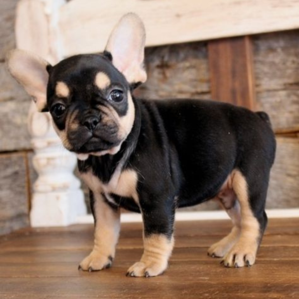 French Bulldog Pics