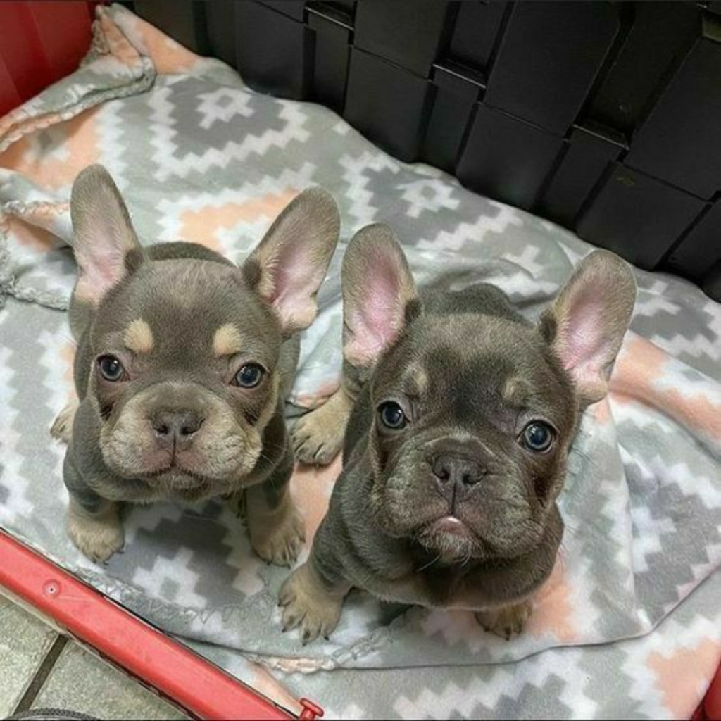 French Bulldog Pics