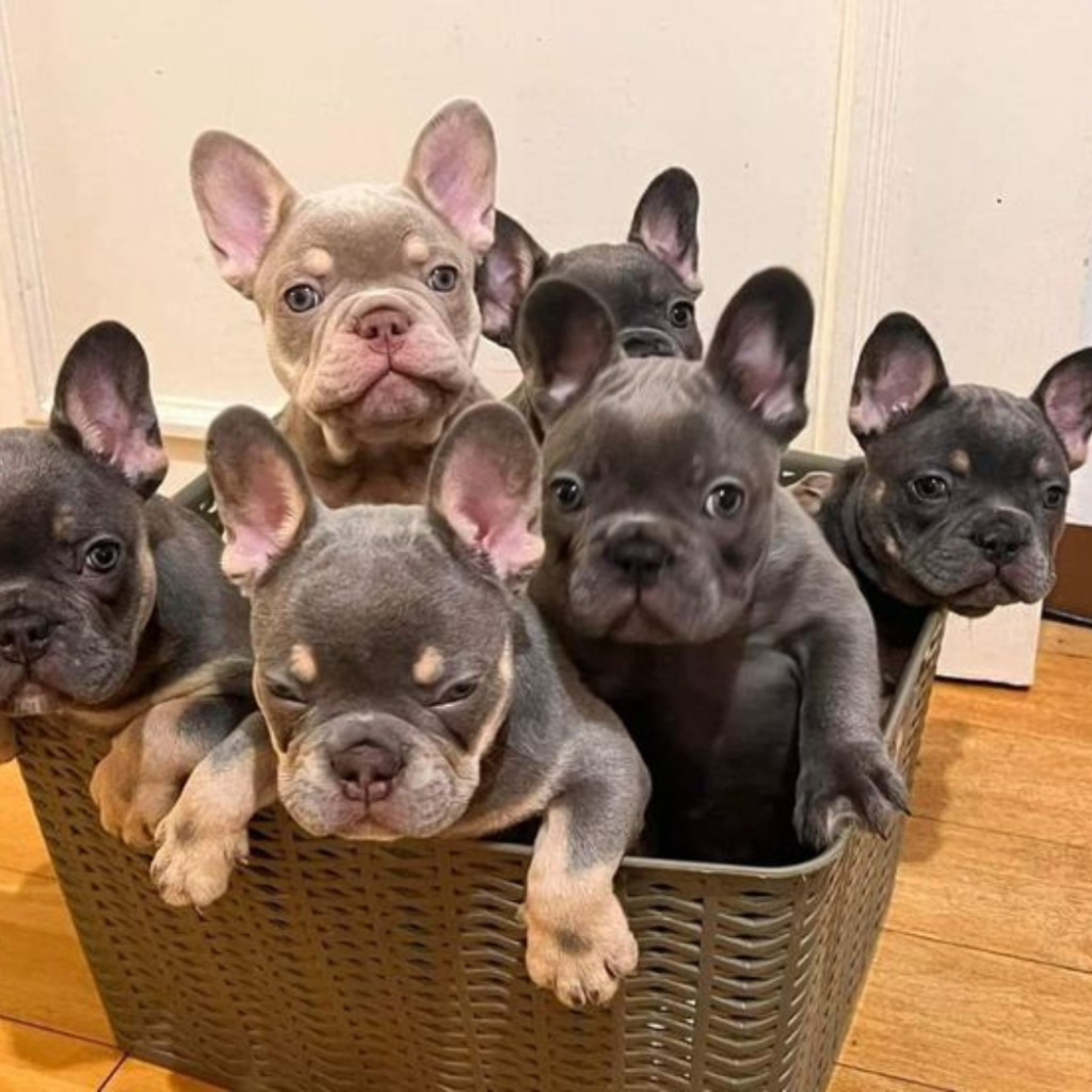 French Bulldog Pics