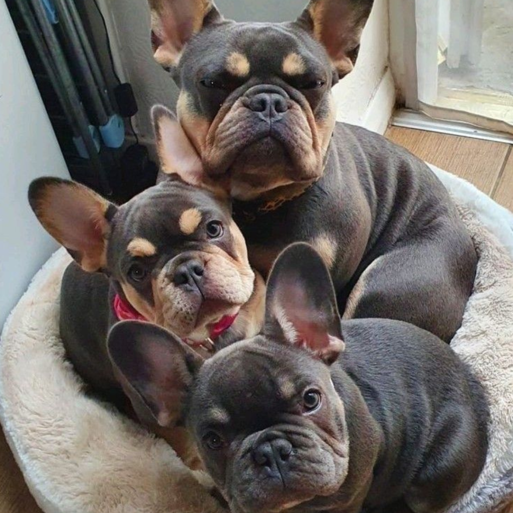 French Bulldog Photos