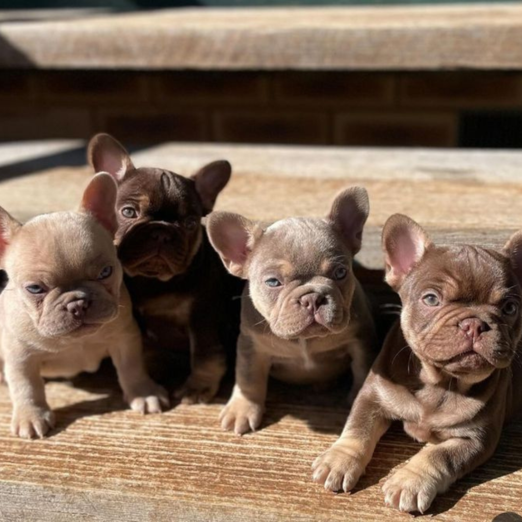 French Bulldogs For Sale In PA