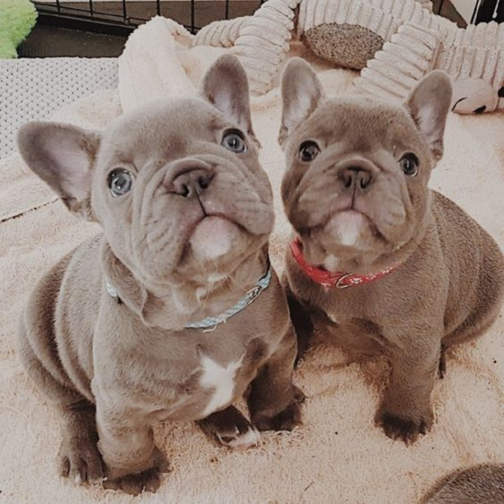 French Bulldog Photos