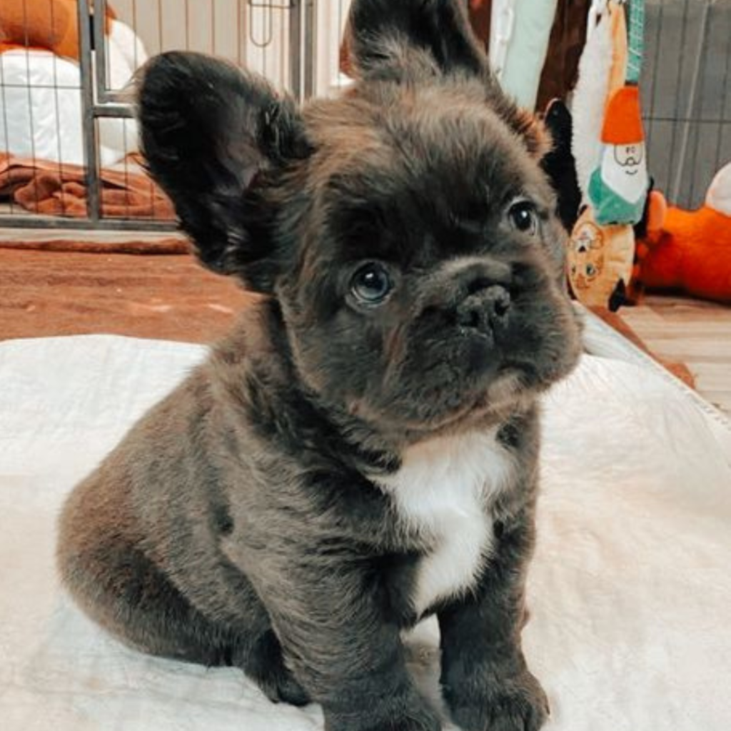 French Bulldogs For Sale In PA